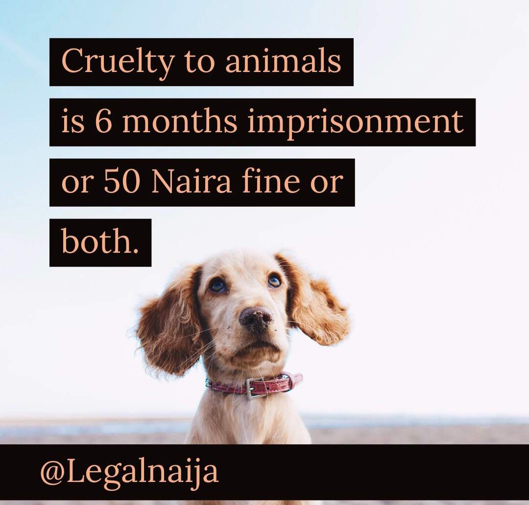 Animal Cruelty Law In Nigeria - Legalnaija