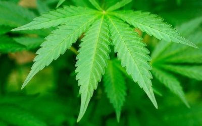 Cannabis Illegality In Nigeria: Rethinking The Colonial Mentality